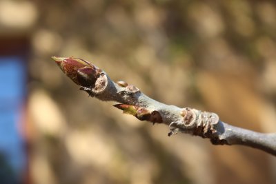 Populus lasicarpa - topol chlupatý - pupen